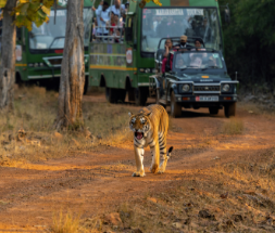 Tadoba 3 Nights / 4 Days Package with 3 Jeep Safari